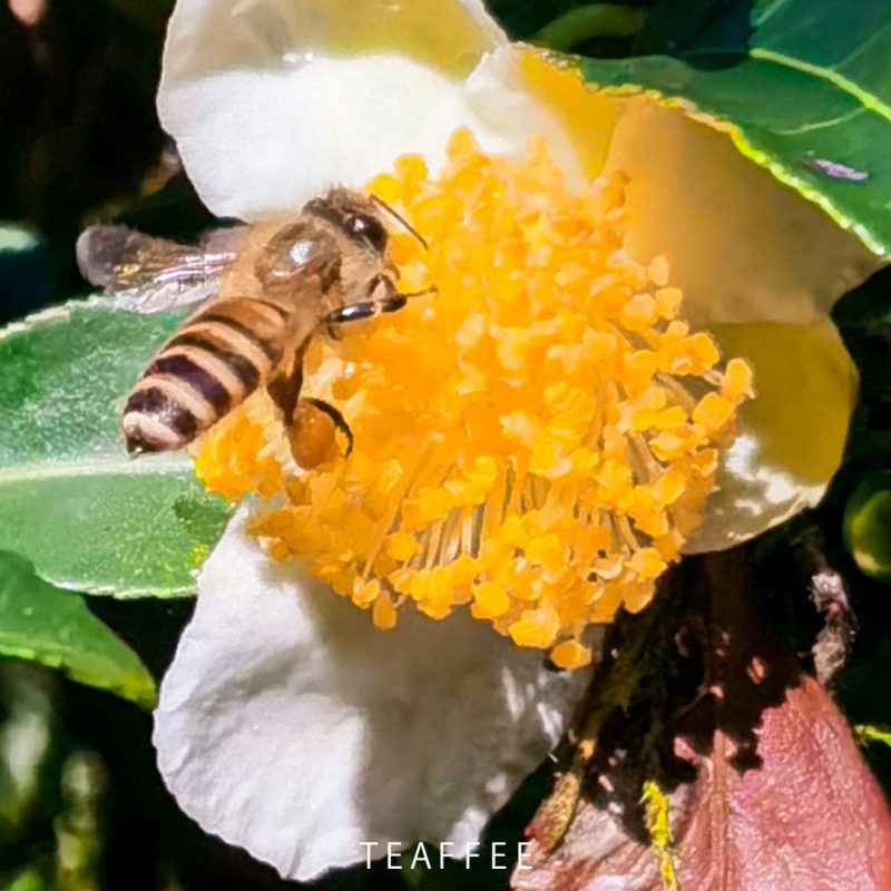 茶妃 愛地球、愛蜜蜂