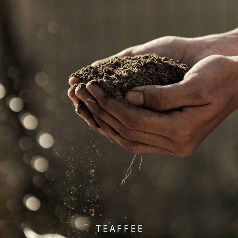 茶妃TEAFFEE有機茶葉
