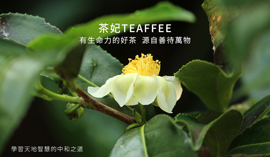 茶妃TEAFFEE ｜野放茶每一年、每一季、每一次的收成，都是獨一無二的茶韻滋味